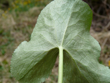 Feuilles basilaires possédant un limbe arrondi et crénelé porté par un long pétiole tandis que les supérieures sont sessiles. Agrandir dans une nouvelle fenêtre (ou onglet)